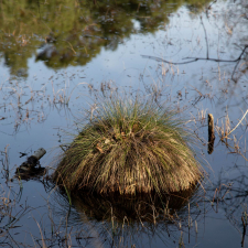 Hochmoor